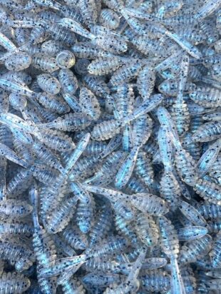 2" Flutter Jig 100ct - Slick