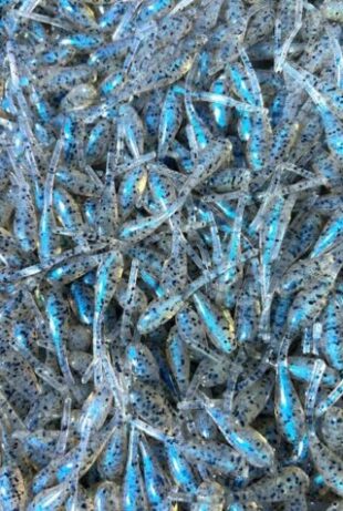 2" Stinger Jig 100ct -  Slick